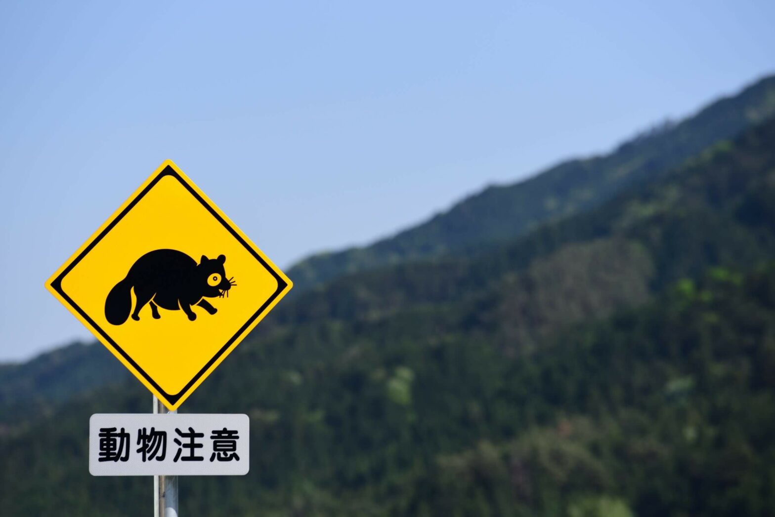 キャンプや紅葉狩りは要注意！秋は行動が活発になる動物が増加、その理由は？ | MOBY [モビー]