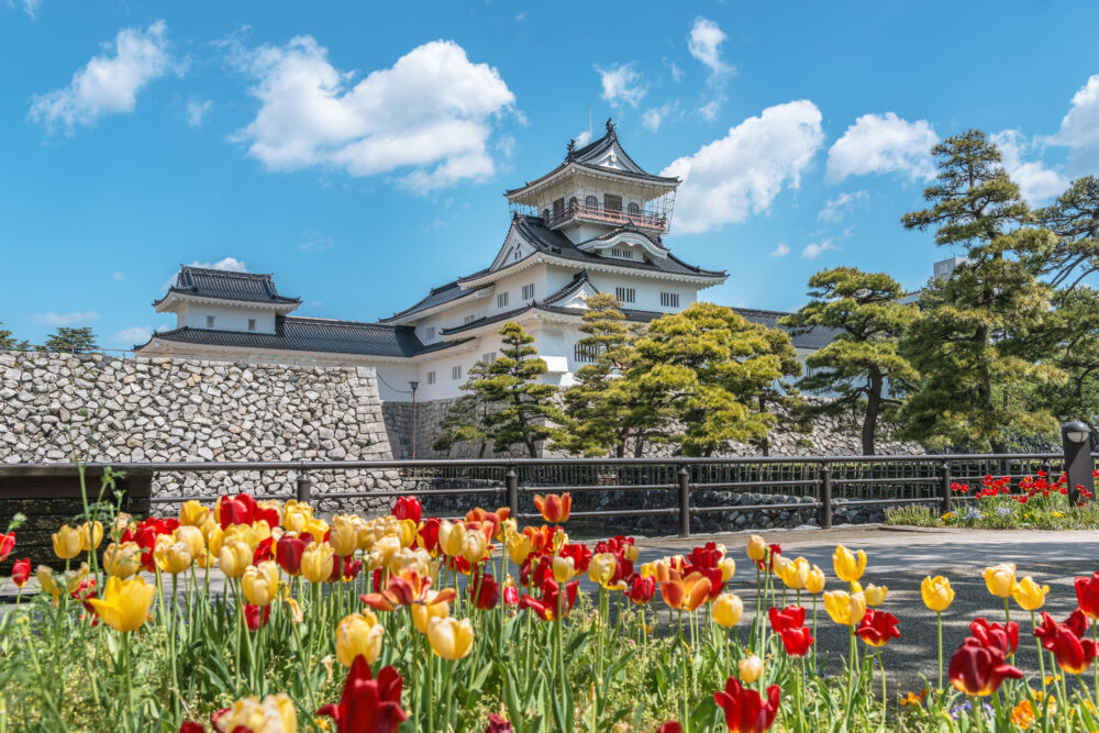 富山城とチューリップ