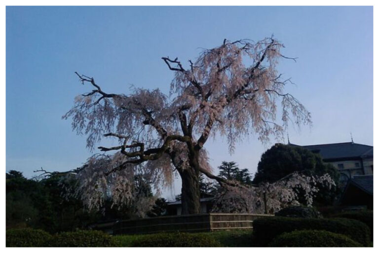 円山公園 駐車場 安いおすすめランキングtop18 料金の安い駐車場は ページ 2 2 Moby モビー 円山公園 駐車場 安いおすすめランキングtop18 料金の安い駐車場は ページ 2 2 Moby モビー
