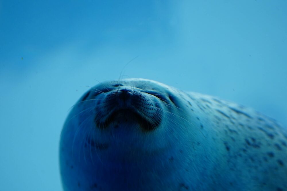 アザラシの笑顔
