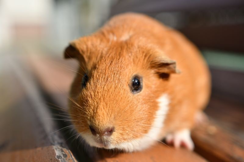 シュールかわいい世界観の モルカー とは Twitterで話題に Moby モビー