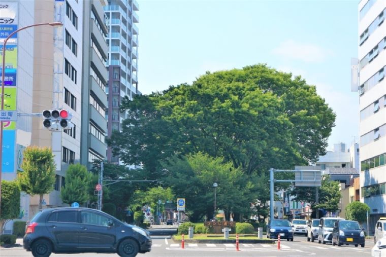 静岡市の大きい木と車