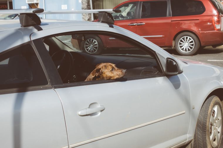 旧車のオーナーを待つ犬