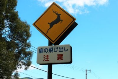 動物と衝突したら警察に連絡必要？「ロードキル」は報告義務あり…保険が使えない可能性も