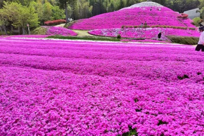 香川県の春ツーリングスポット6選　桜・芝桜・ネモフィラ満喫旅