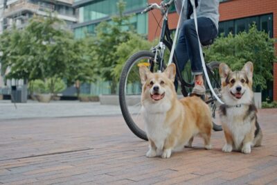 自転車で犬の散歩は違反？ リードを引きながら走る行為に反則金の可能性も