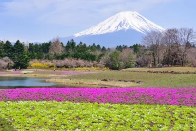富士山×芝桜×酒蔵巡り！朝霧高原ソロキャンプ旅のすすめ
