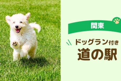 【関東】車中泊旅で立ち寄りたいドッグラン付き道の駅5選｜愛犬とのドライブにおすすめ